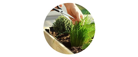 Gartenpflege: Frische Kräuter im Hochbeet schneiden für aromatische Küche.