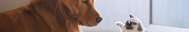 Hund und Kätzchen in harmonischer Begegnung - Entdecken Sie tierische Freundschaft!